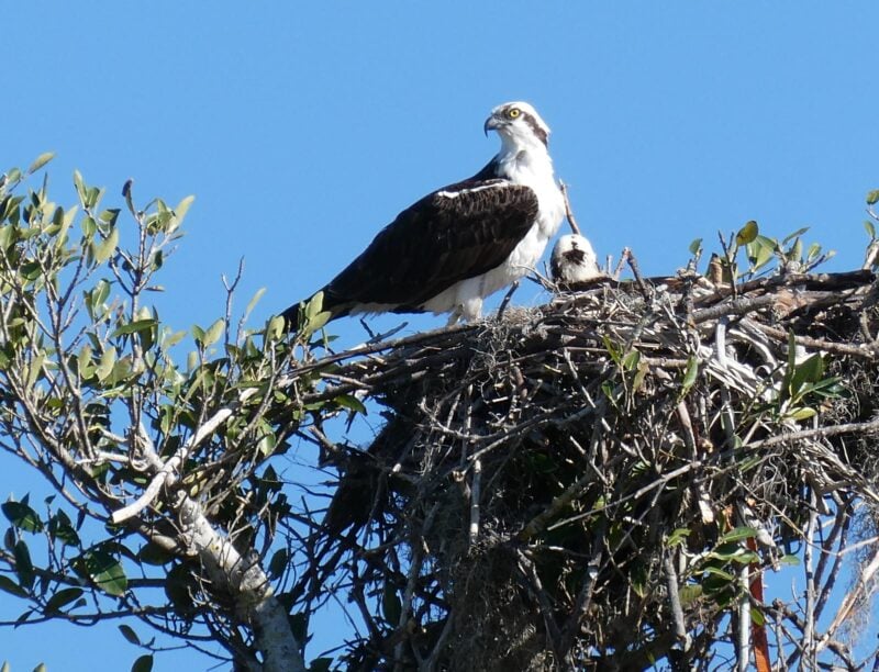 Kayaking Pine Island, an Old Florida island that development skipped 11 An osprey nest at Randell Research Center across the street from the Tarpon Lodge on Pine Island. (Photo: David Blasco)