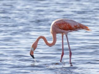 American Flamingo at St. Marks National Wildlife Refuge (Photo: Andy Wraithmell)