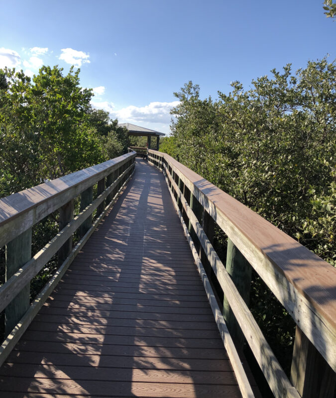 he boardwalk in Ponce Preserve Park is a great place to see how red, black and white mangroves thrive in the brackish water of the wetland. (Photo by Deborah Hartz-Seeley)