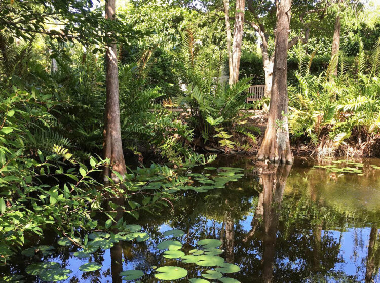 A manmade pond is the focal point of the wetlands at the Palm Beach island garden. (©Susan Lerner courtesy of Preservation Foundation of Palm Beach)