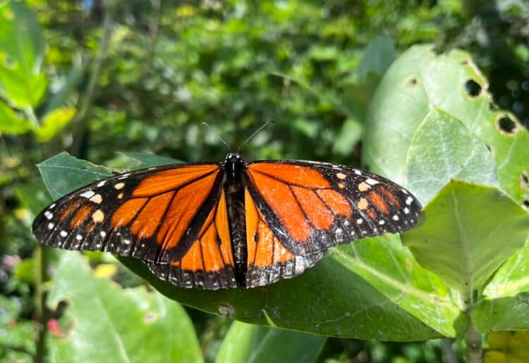 Punta Gorda: Seven things to do for a perfect getaway itinerary 11 The enclosed butterfly garden is a gem. It’s full of colorful blooming plants, fluttering butterflies, and very hungry caterpillars. (Photo: Bonnie Gross)