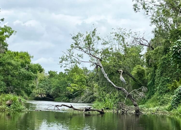 Punta Gorda: Seven things to do for a perfect getaway itinerary 7 A great blue heron along Prairie Creek. (Photo: Bonnie Gross)