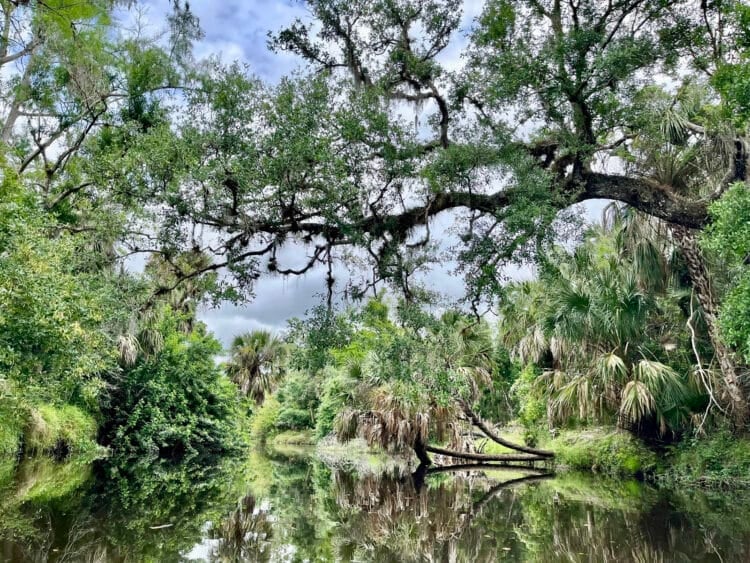Punta Gorda: Seven things to do for a perfect getaway itinerary 6 Prairie Creek just outside Punta Gorda is a wild river with beautiful scenery and lots of birds and alligators to see. You have to bring your own kayak. There are other good paddling places nearby where you can rent kayaks. (Photo: Bonnie Gross)