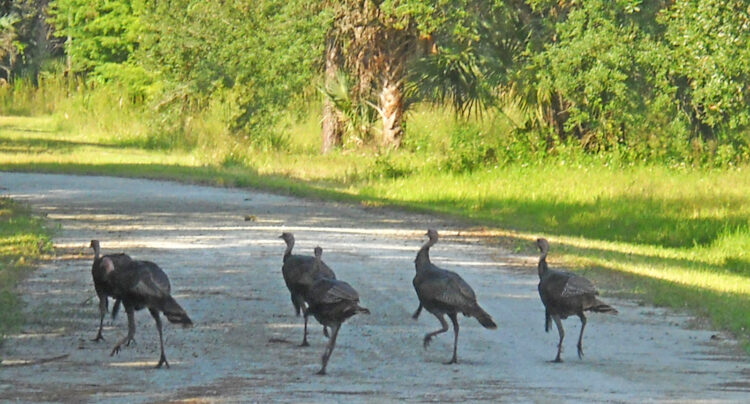 Turkeys cross the trail at Riverbend Park, Jupiter. (Photo: David Blasco)