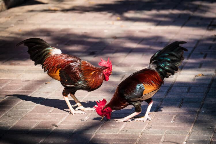 Roosters in Key West are both beloved and despised. (Photo: Bob Kyle.)
