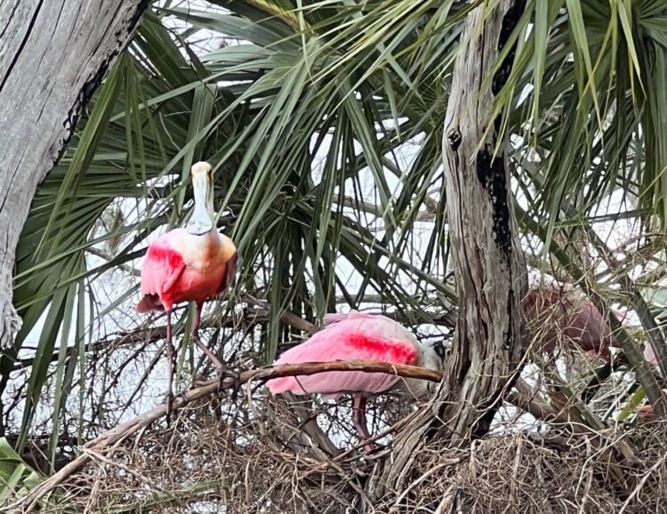 Ten great places for winter wildlife viewing; some off the beaten track 5 florida wildlife roseate spoonbills 6286 1 Ten great places for winter wildlife viewing; some off the beaten track