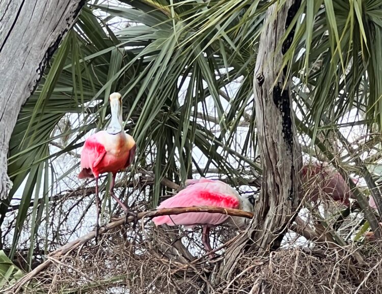 florida wildlife roseate spoonbills 6286 1 Nine great places for winter wildlife viewing; some off the beaten track