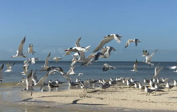 A flock of royal terns occupied a sandbar that our campsite overlooked. They were joined by a variety of birds we enjoyed watching. (Photo: Bonnie Gross)