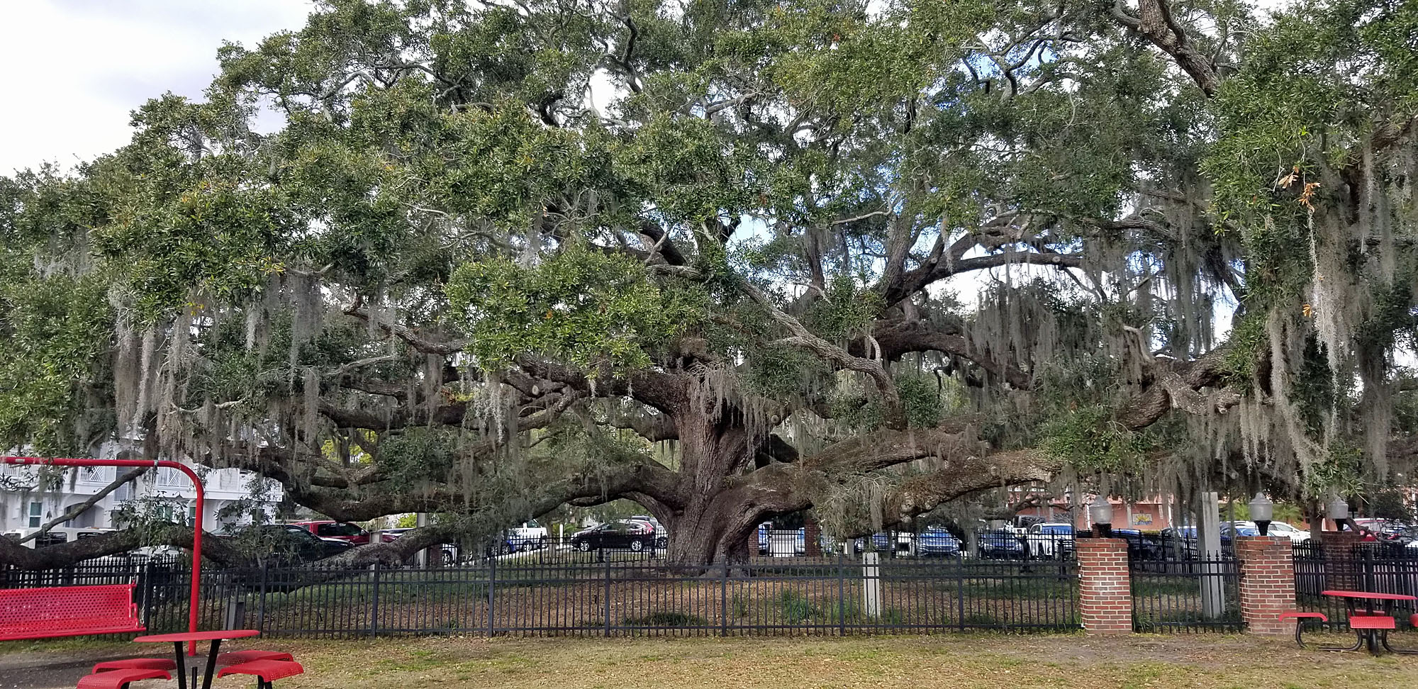 Baranoff Oak in Safety Harbor is 400 years old. (Photo by Vicki McCash Brennan)