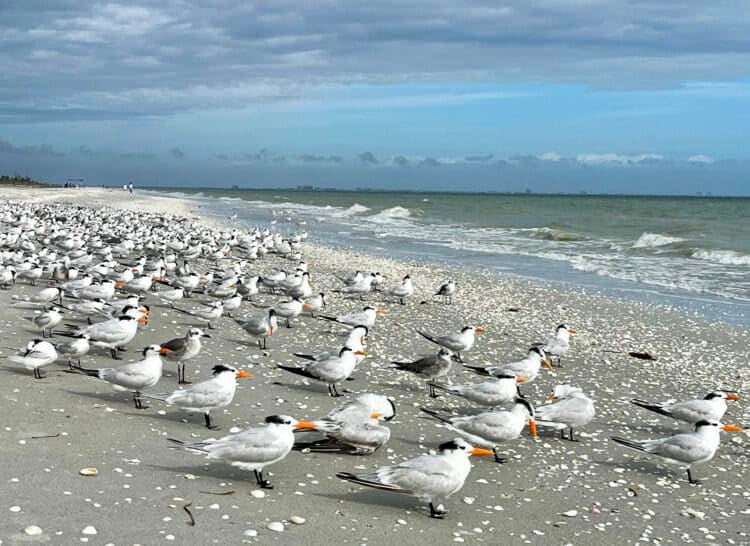 sanibel island damage sanibel beach royal terns After damage from 3 hurricanes, Sanibel/Captiva near normal as Mucky Duck reopens