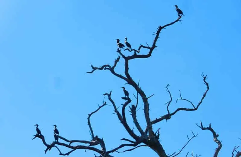 sanibel-cormorants