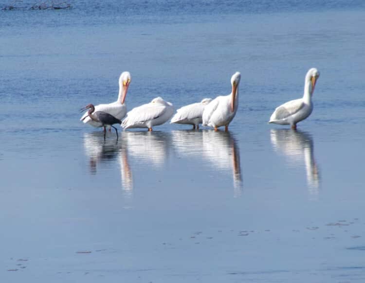 sanibel island damage sanibel ding darling white pelicans reddish egret After damage from 3 hurricanes, Sanibel/Captiva near normal as Mucky Duck reopens