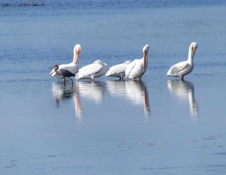 sanibel island damage sanibel ding darling white pelicans reddish egret Sanibel Island now: After Hurricane Ian, should you go back this winter?