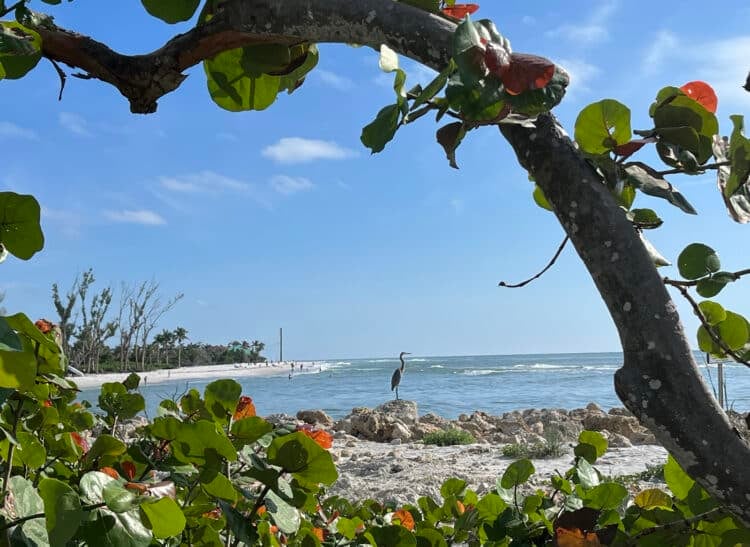 sanibel island damage sanibel heron at blind pass After damage from 3 hurricanes, Sanibel/Captiva near normal as Mucky Duck reopens