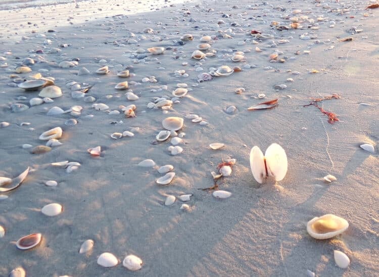sanibel island damage sanibel seashells 1 After damage from 3 hurricanes, Sanibel/Captiva near normal as Mucky Duck reopens
