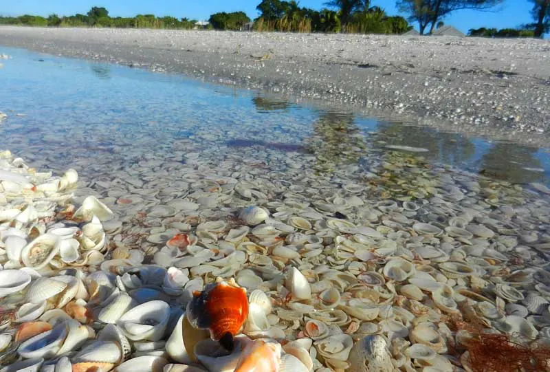 Seashells are easy to collect on Sanibel.