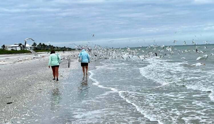sanibel island damage sanibel walk on beach After damage from 3 hurricanes, Sanibel/Captiva near normal as Mucky Duck reopens