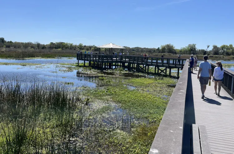 florida wildlife sarasota celery fields boardwalk Nine great places for winter wildlife viewing; some off the beaten track