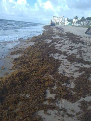 Seaweed piling up on beaches 3 sargassum seaweed sargassum LBS Seaweed piling up on beaches