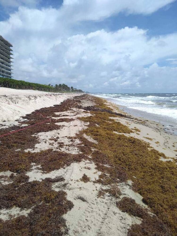 seaweed hillsboro beach broward county