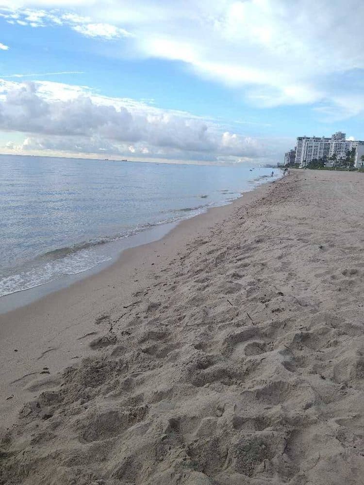 Seaweed Updates 2 sargassum seaweed sargassum lbts 10 7 Seaweed Updates