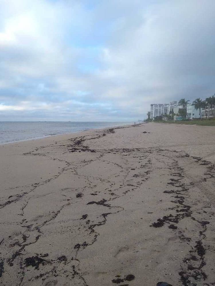 Seaweed Updates 3 sargassum seaweed sargassum lbts watch 9 Seaweed Updates