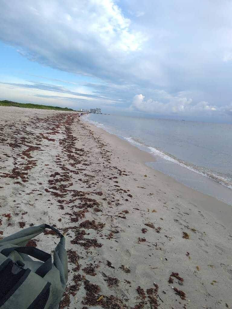Seaweed Updates 1 sargassum seaweed sargassum mj 10 7 Seaweed Updates