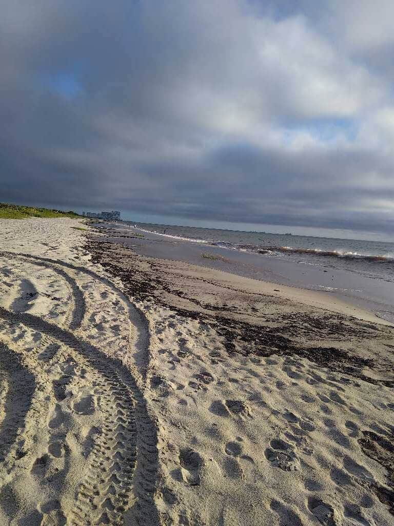Seaweed Updates 2 sargassum seaweed sargassum mj watch Seaweed Updates