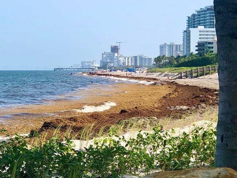Today's seaweed snapshot 2 sargassum seaweed sargassum pompano 627 Today's seaweed snapshot