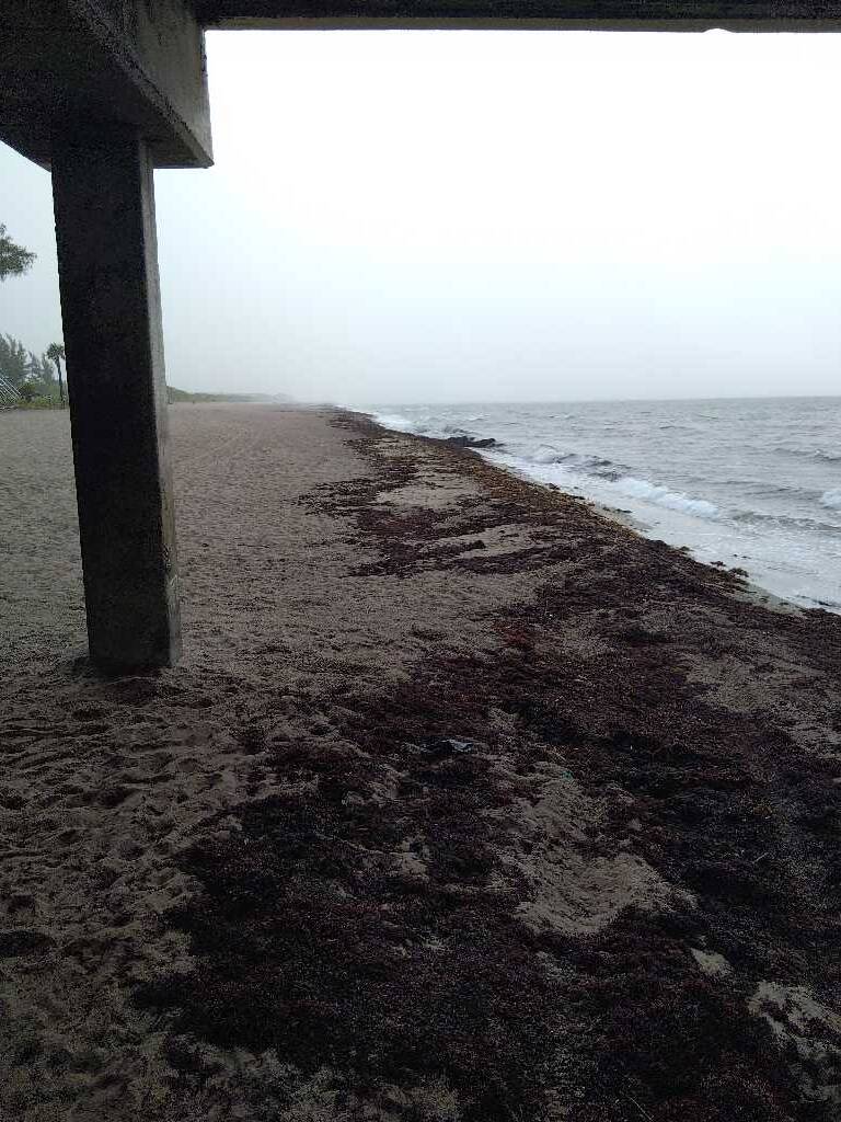 sargassum seaweed sargassum watch 1 Seaweed snapshots (& live beach cams)