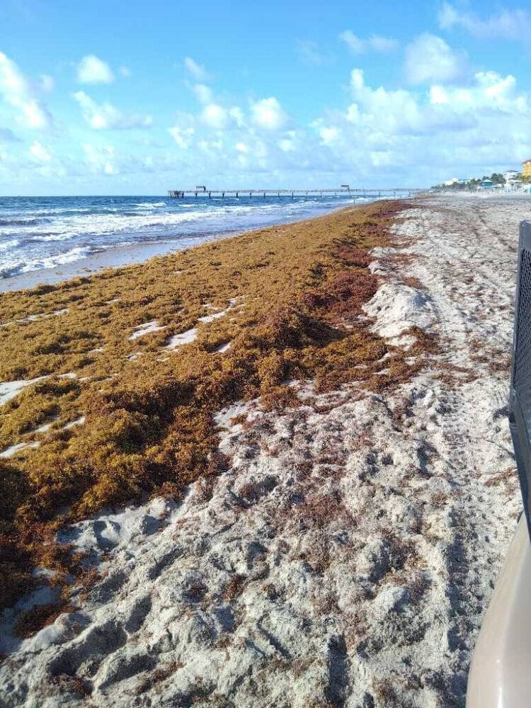 Today's Seaweed Snapshot 2 sargassum seaweed sargassum watch 13 Today's Seaweed Snapshot
