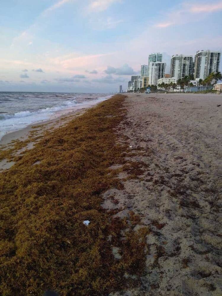 Today's Seaweed Snapshot 3 sargassum seaweed sargassum watch 14 Today's Seaweed Snapshot