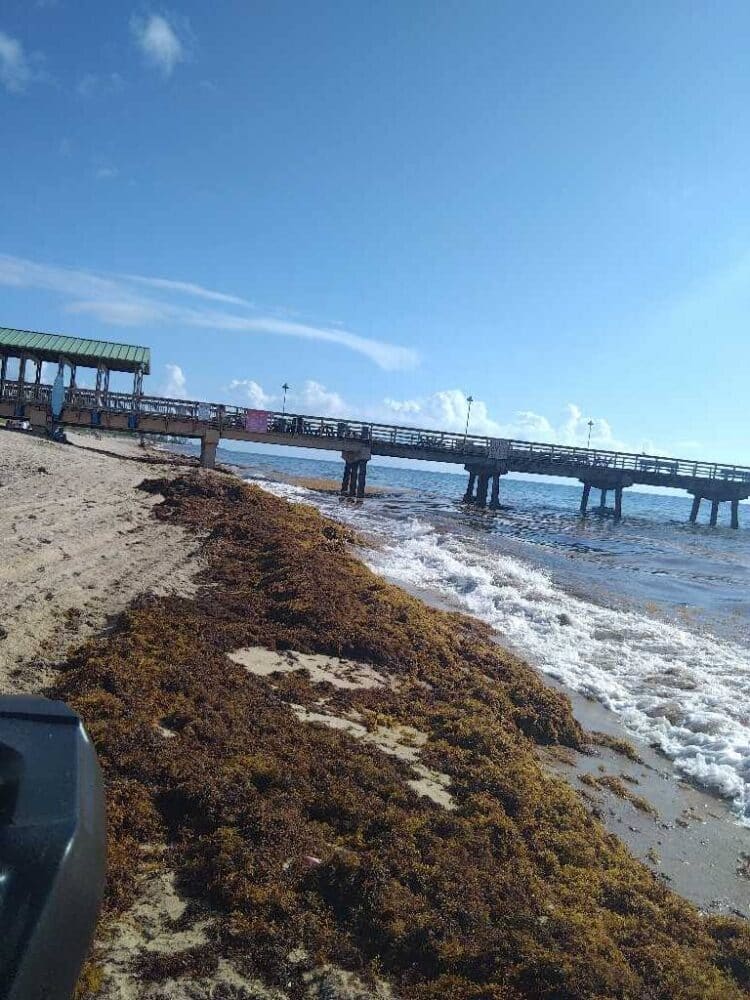 Today's seaweed snapshot 1 sargassum seaweed sargassum watch 16 Today's seaweed snapshot