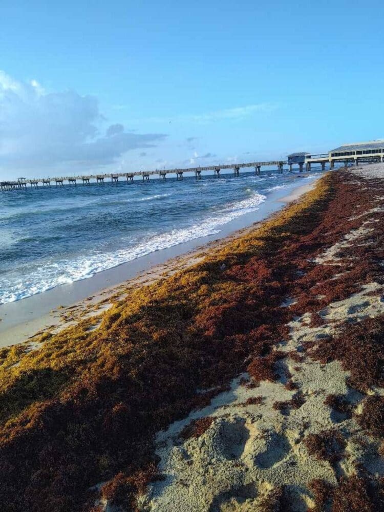 Seaweed snapshots (& live beach cams) 2 sargassum seaweed sargassum watch 48 Seaweed snapshots (& live beach cams)