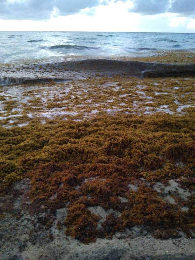 Seaweed snapshots (& live beach cams) 4 sargassum seaweed sargassum watch 49 Seaweed snapshots (& live beach cams)
