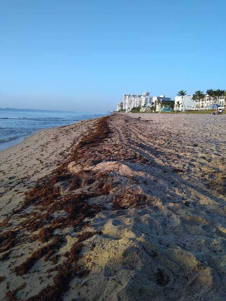 Seaweed snapshots (& live beach cams) 1 sargassum seaweed sargassum watch 56 Seaweed snapshots (& live beach cams)