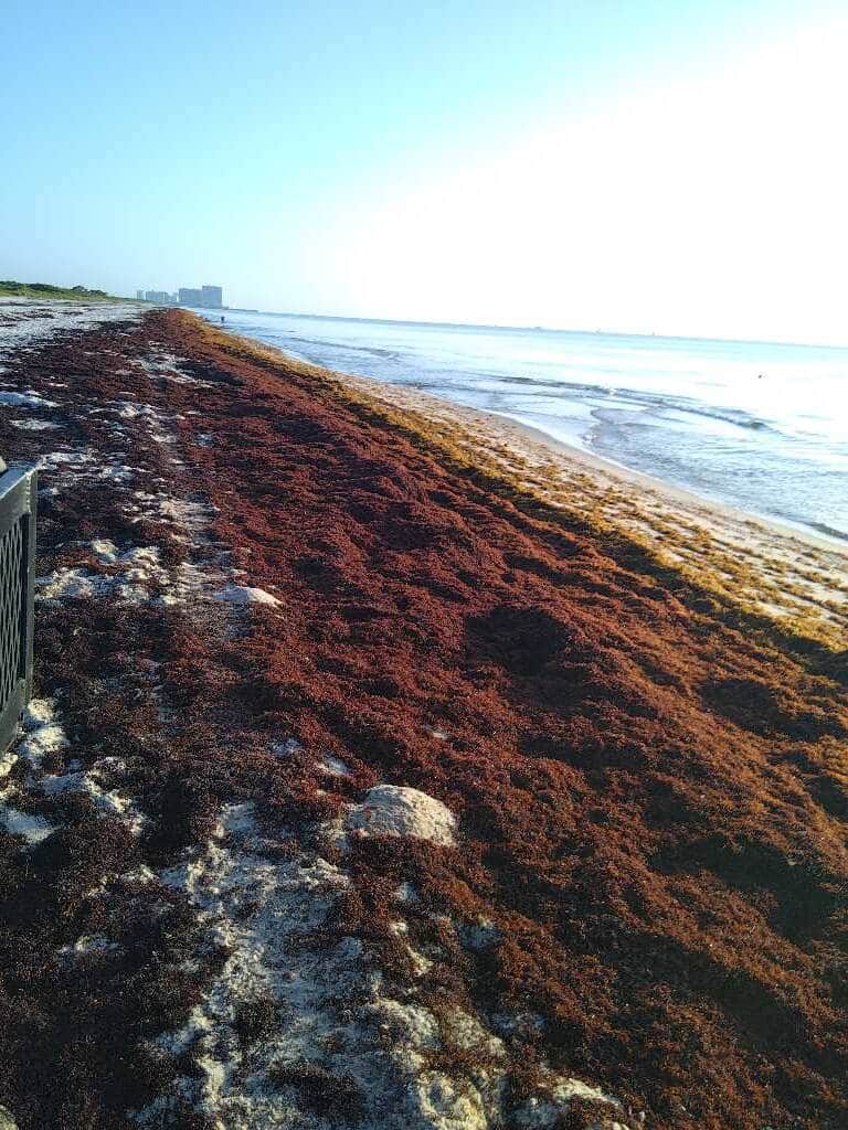 Seaweed snapshots (& live beach cams) 5 sargassum seaweed sargassum watch 57 Seaweed snapshots (& live beach cams)
