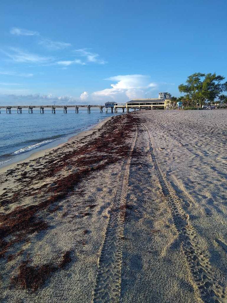 Seaweed Updates 2 sargassum seaweed sargassum watch 6 Seaweed Updates