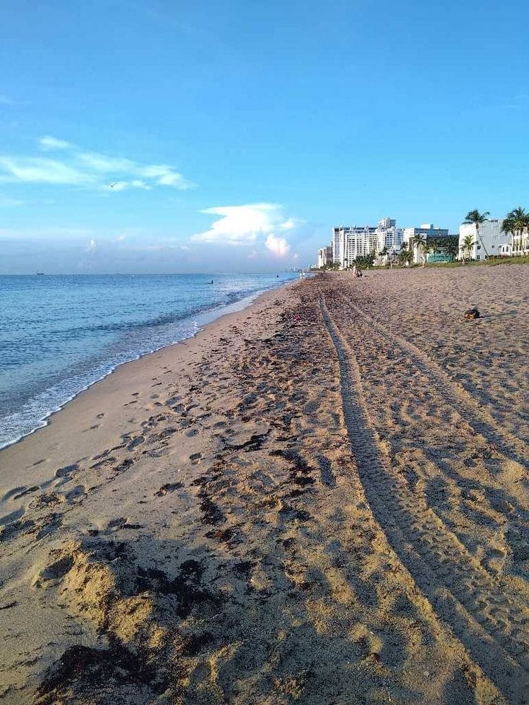 Seaweed Updates 3 sargassum seaweed sargassum watch 7 Seaweed Updates