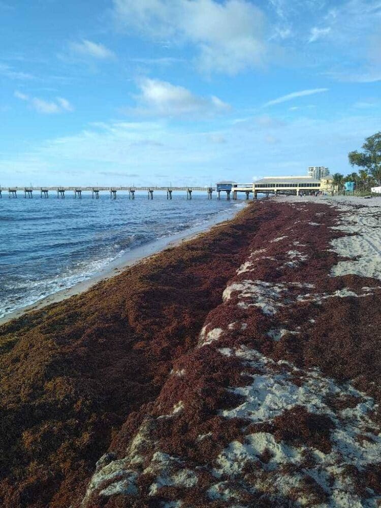 Today's Seaweed Snapshot 3 sargassum seaweed sargassum watch dania Today's Seaweed Snapshot