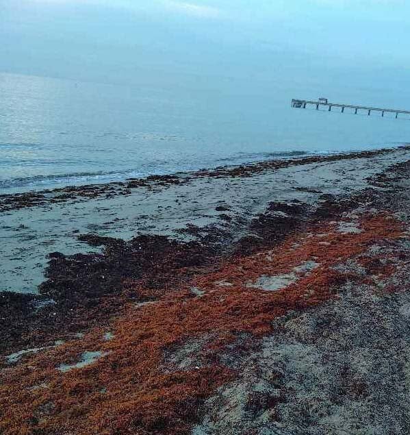 Seaweed snapshots (& live beach cams) 1 sargassum seaweed sargassum watch dfb 728 Seaweed snapshots (& live beach cams)