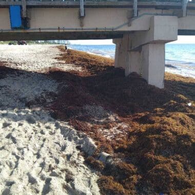 sargassum lauderdale by the sea