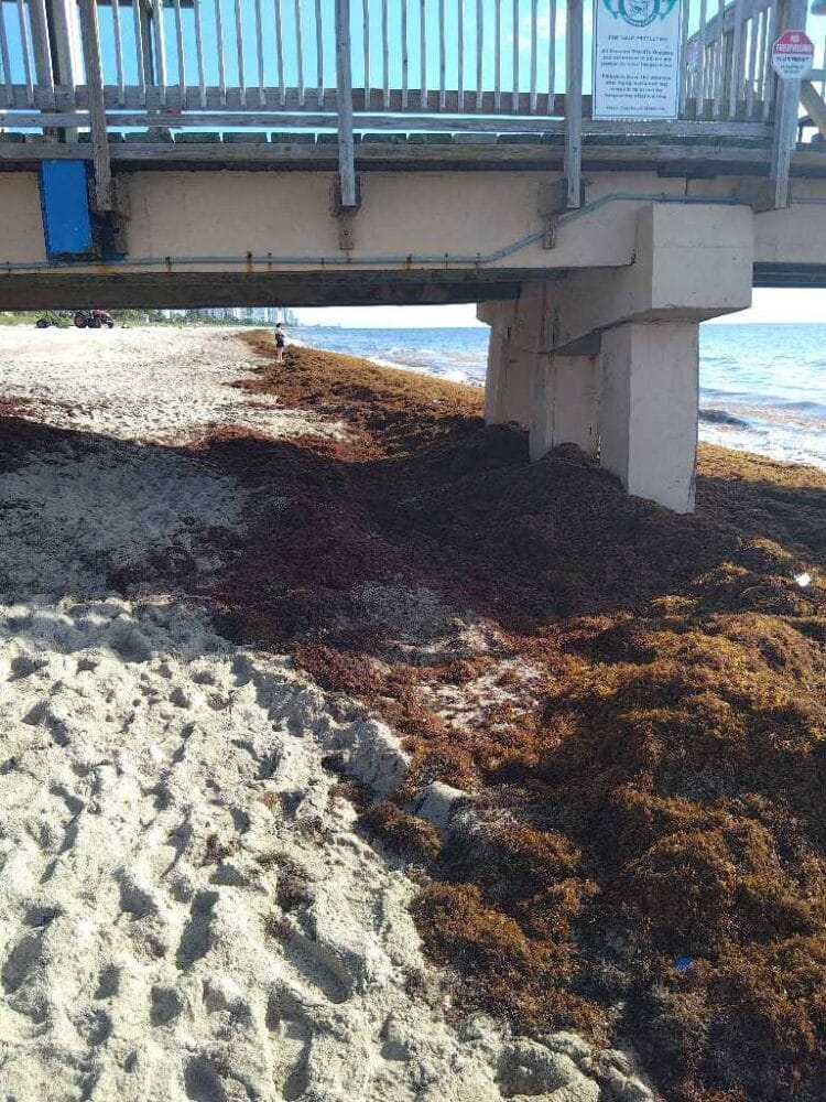Today's Seaweed Snapshot 5 sargassum seaweed sargassum watch lbts 1 Today's Seaweed Snapshot