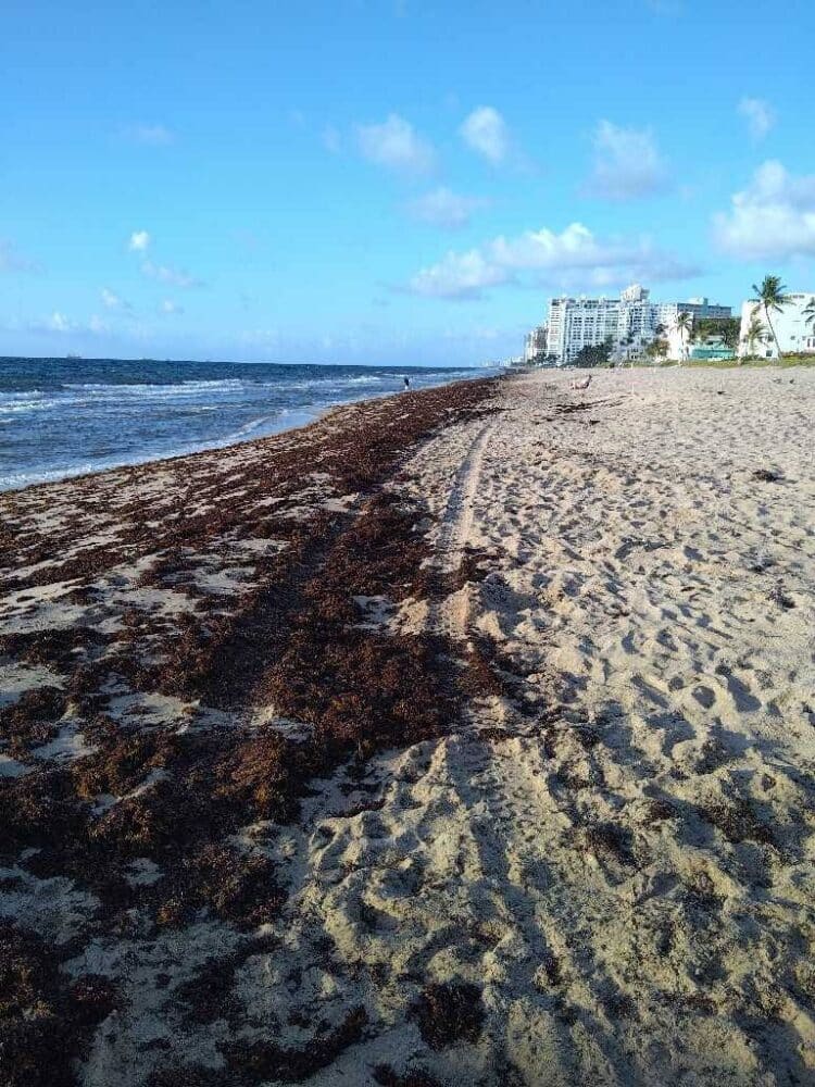 Today's seaweed snapshot 1 sargassum seaweed sargassum watch lbts 2 Today's seaweed snapshot
