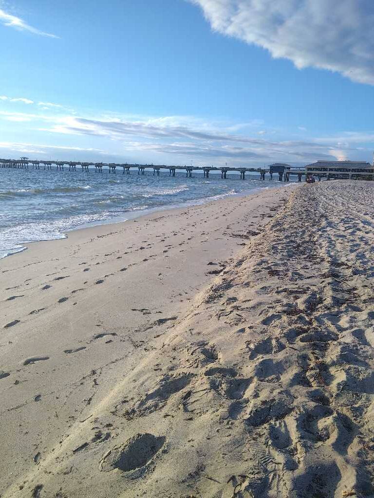 Seaweed Updates 1 sargassum seaweed sargassum watch mj Seaweed Updates