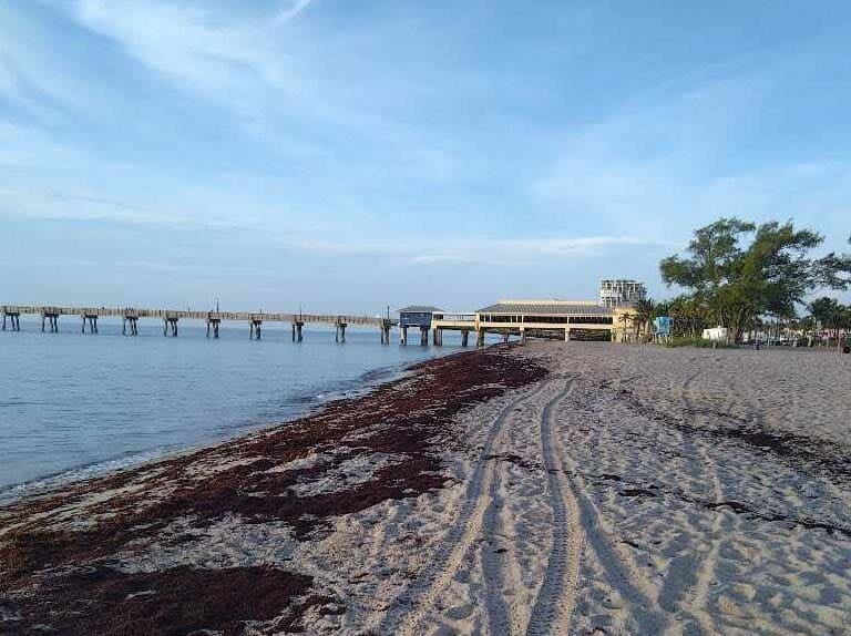 Seaweed snapshots (& live beach cams) 2 sargassum seaweed sargassum watch mj728 Seaweed snapshots (& live beach cams)