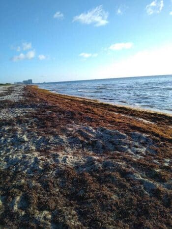 sargassum seaweed sargassum watch mjsp Sargassum seaweed piling up on beaches