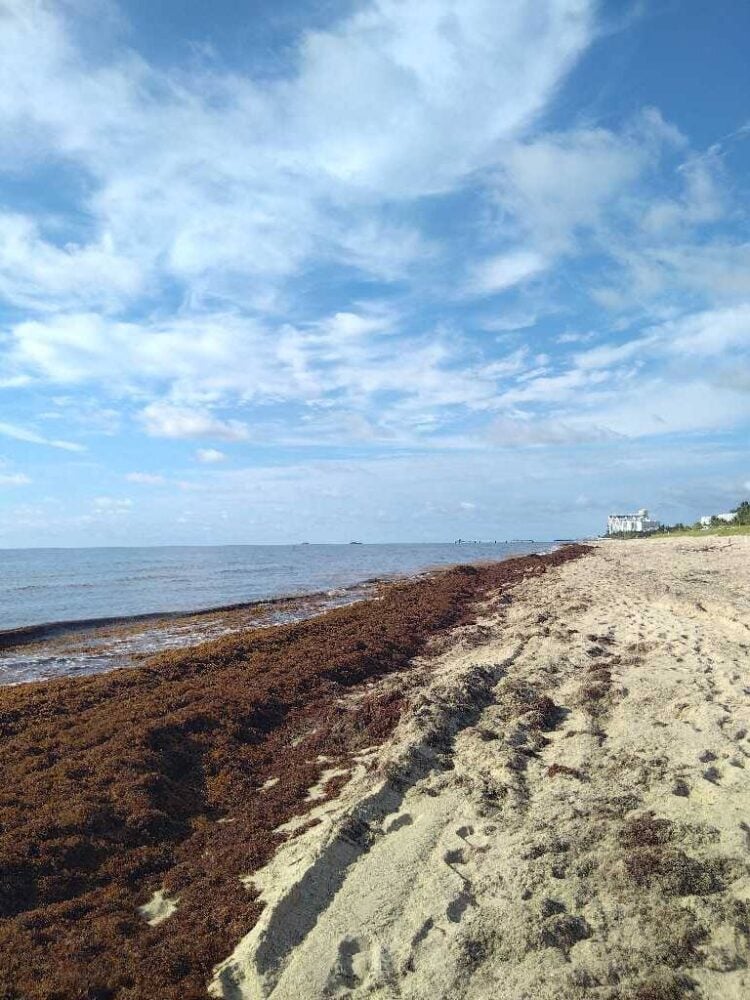 Today's Seaweed Snapshot 4 sargassum seaweed sargassum watch searanch612 Today's Seaweed Snapshot