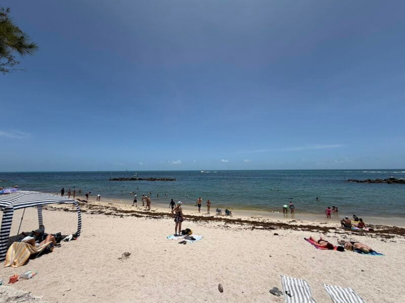 Today's seaweed snapshot 3 sargassum seaweed sargassum.zach .629 Today's seaweed snapshot