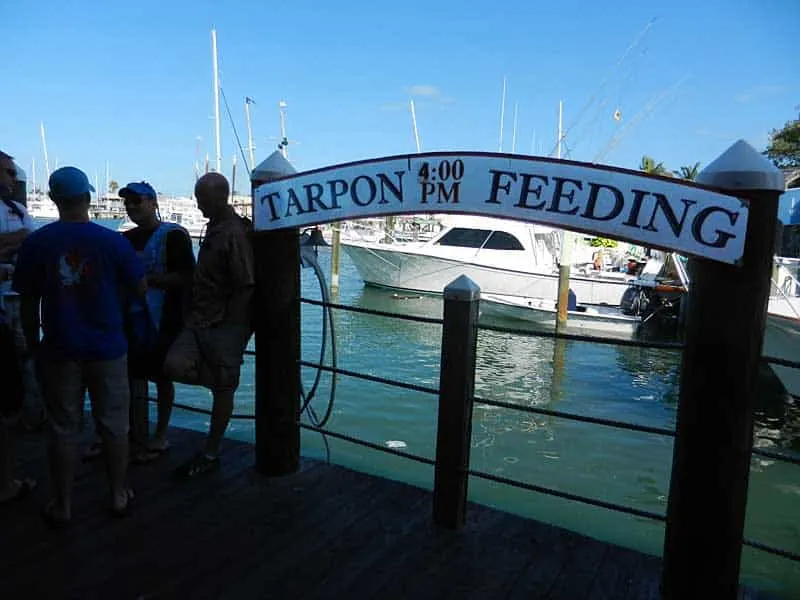 In front of Alonzo’s Oyster House at the foot of Front Street, tarpons are fed every day at 4 p.m. 